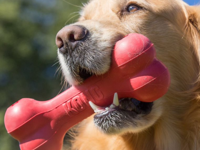 Kong Goodie Bone