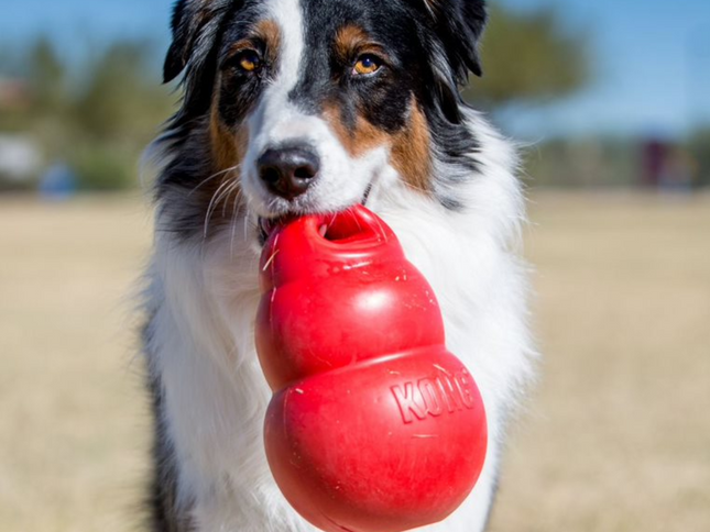 KONG Bounzer