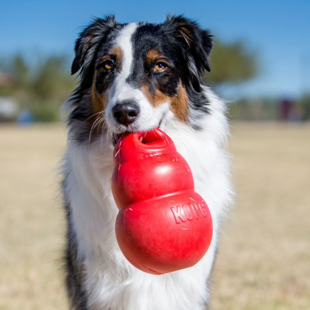 KONG Bounzer