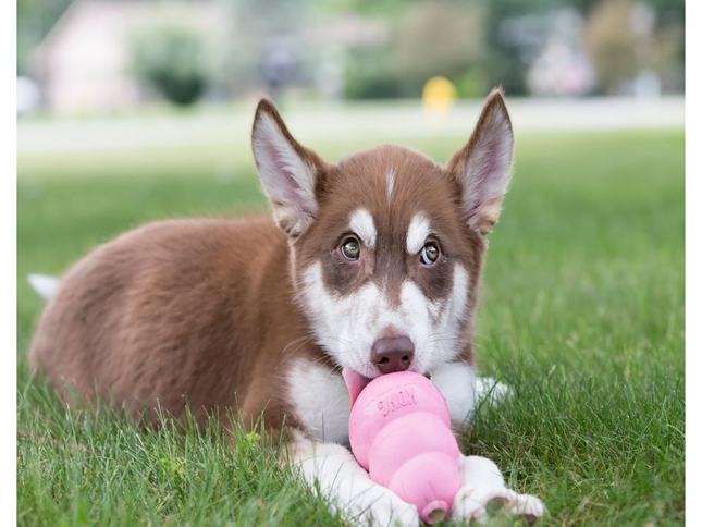 KONG Puppy