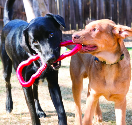 KONG Tug Toy