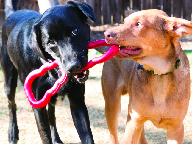 KONG Tug Toy
