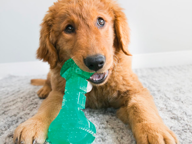 KONG Squeezz Dental Bone