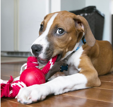 Kong Ball With Rope S