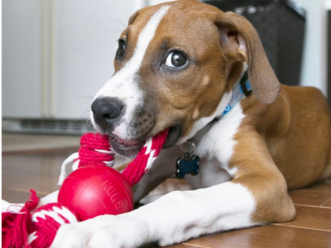 Kong Ball With Rope S