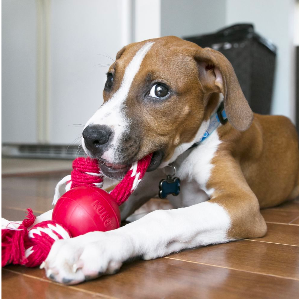 Kong Ball With Rope S