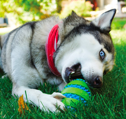 KONG Squeezz Goomz Ball