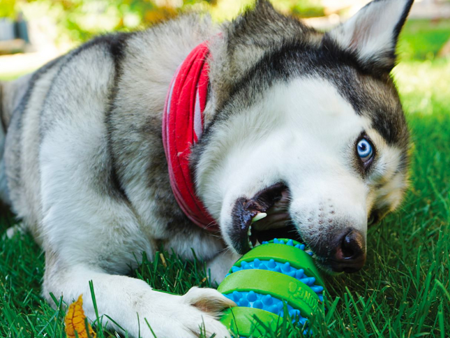 KONG Squeezz Goomz Ball