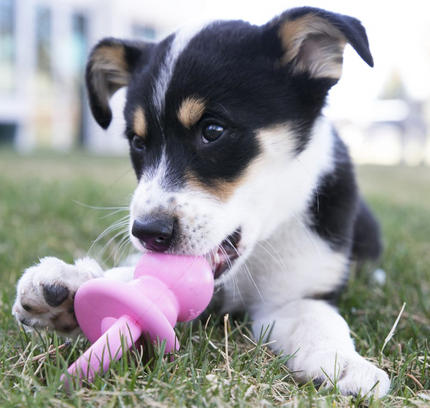 KONG Puppy Binkie