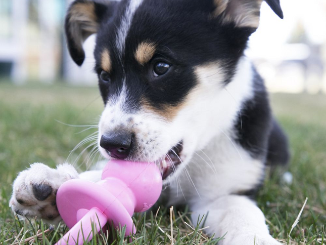 KONG Puppy Binkie