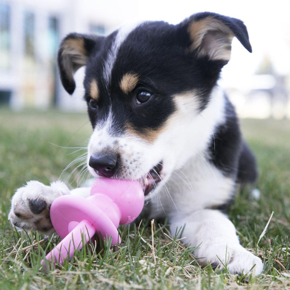 KONG Puppy Binkie