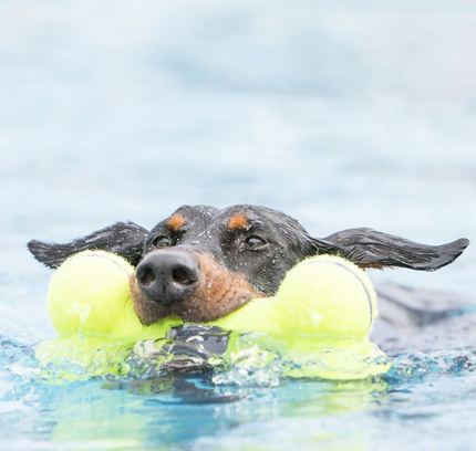 KONG Dog Dumbbell Air