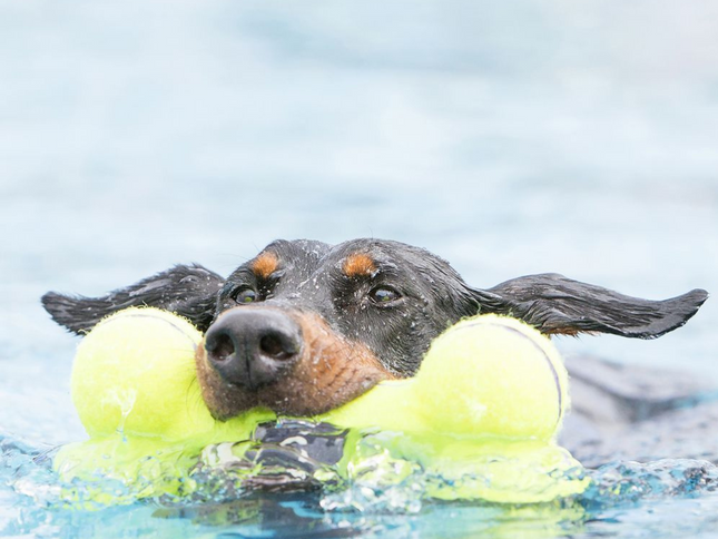 KONG Dog Dumbbell Air