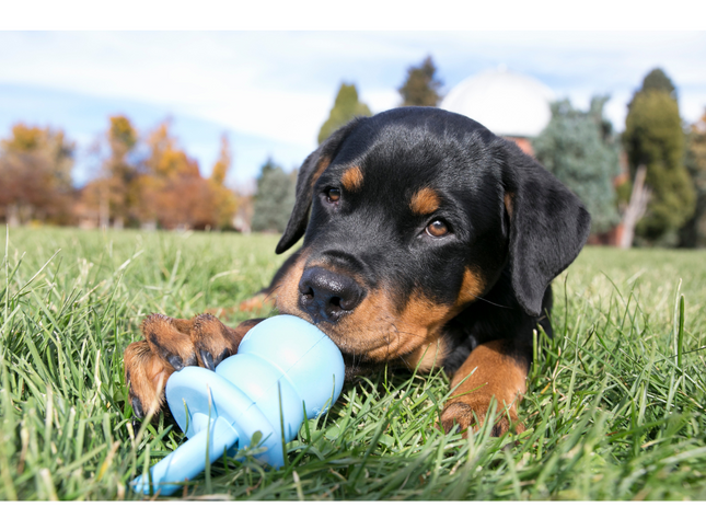 KONG Puppy Binkie