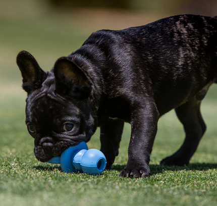 KONG Puppy Binkie