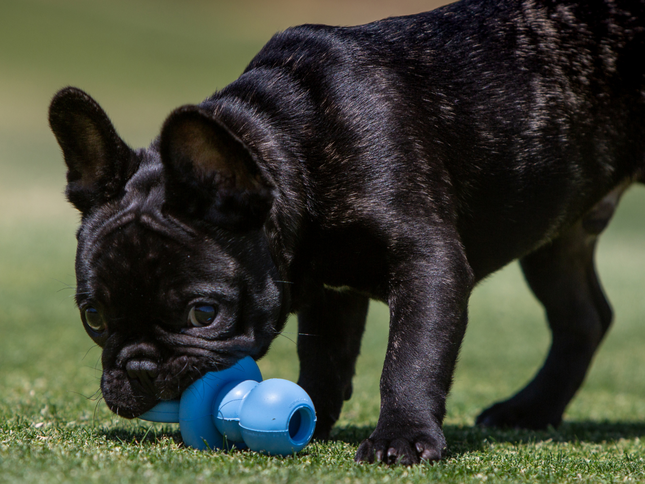 KONG Puppy Binkie