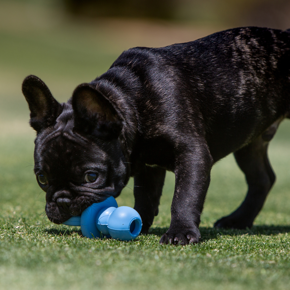 KONG Puppy Binkie