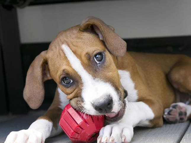Kong Stuff A Ball