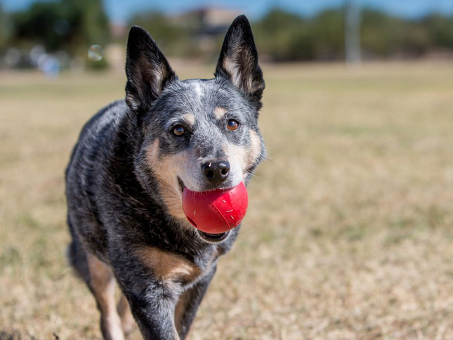 KONG Ball