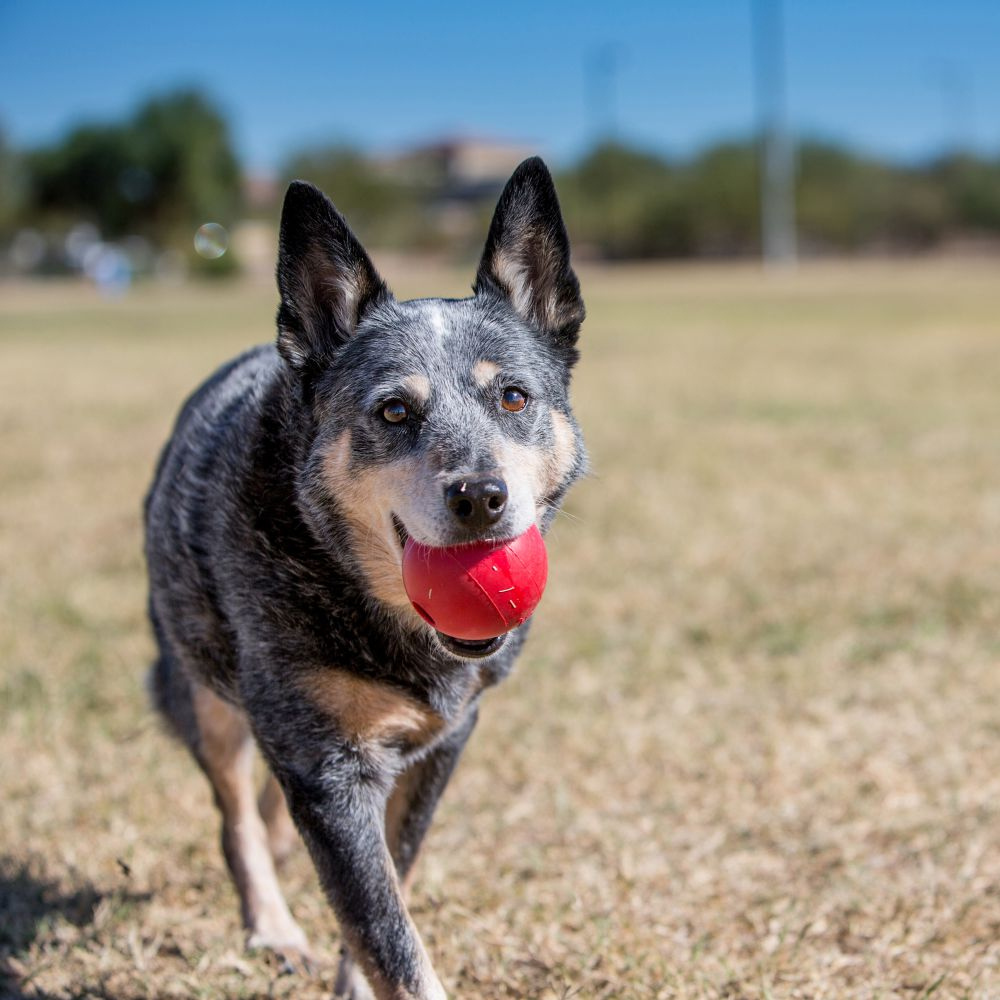 KONG Ball